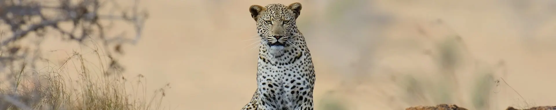 African Leopard