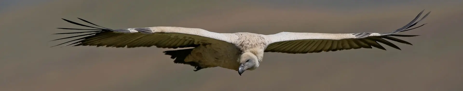 African Vulture