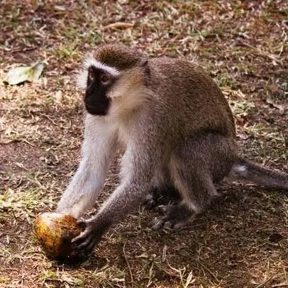 Vervet Monkey 