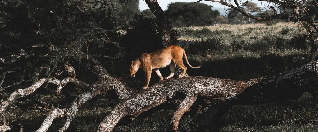 Serengeti National Park