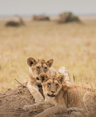 Nyerere National Park (Selous)