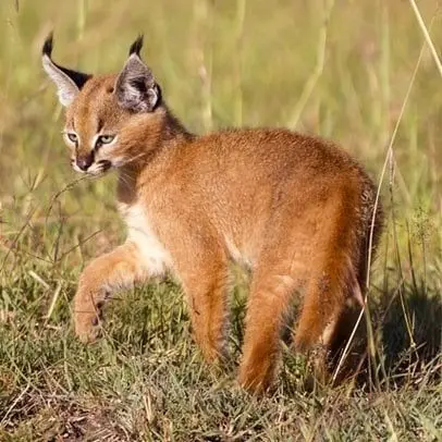 Caracal