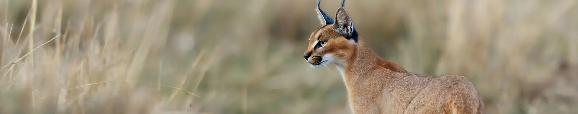 African Caracal