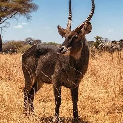 Waterbuck