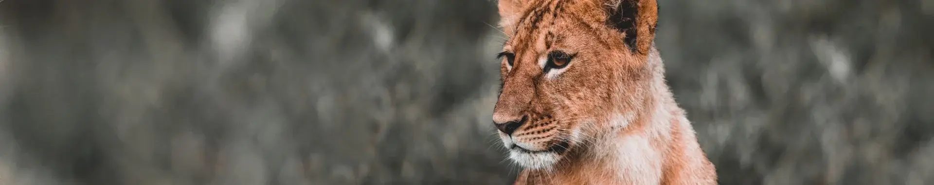 Ruaha National Park