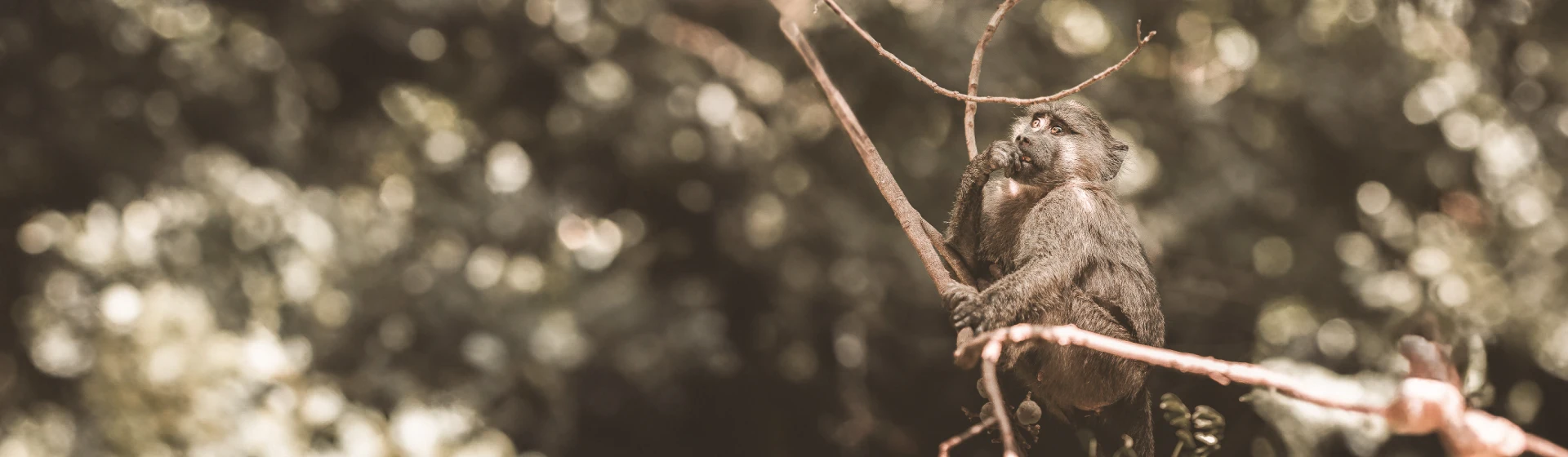 Active Explorer Safari – Canoeing in Arusha, Trekking in Ngorongoro & Serengeti Safari Active Explorer Safari – Canoeing in Arusha, Trekking in Ngorongoro & Serengeti Safari