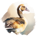 Egyptian Goose