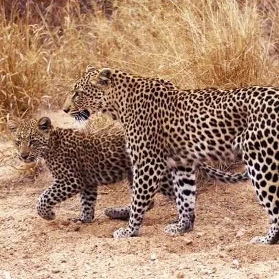 Leopard