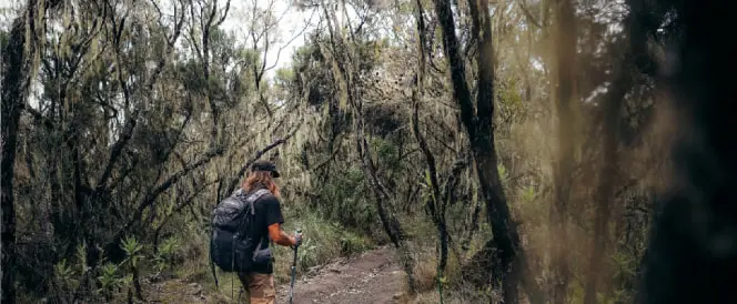 Descent from Horombo Camp to Marangu Gate