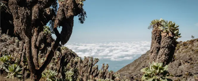 Trekking From Barranco Camp To Barafu Camp