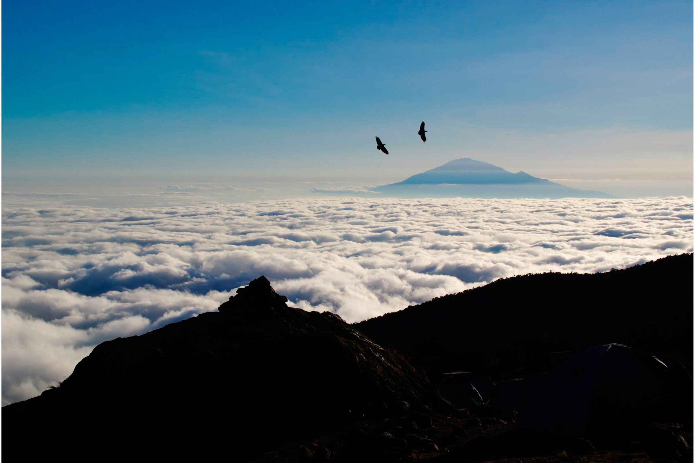 Birdwatching in Arusha, Kilimanjaro, Longido, and North Pare