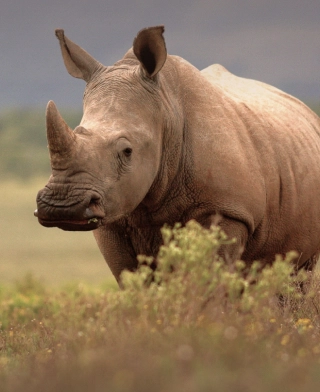 Ngorongoro Crater