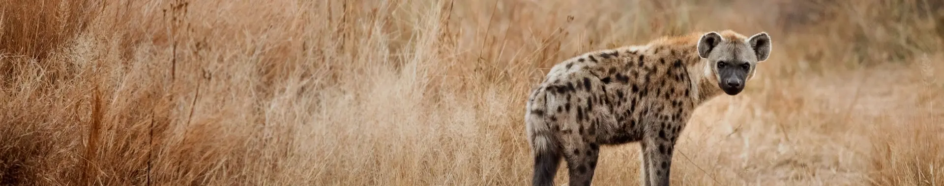 African Hyena