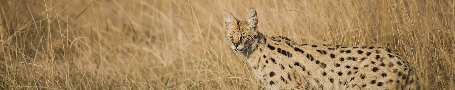 African Serval