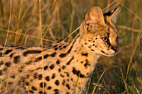 What is a Serval and how to distinguish it from other wild cats?