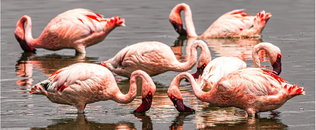 Lake Manyara