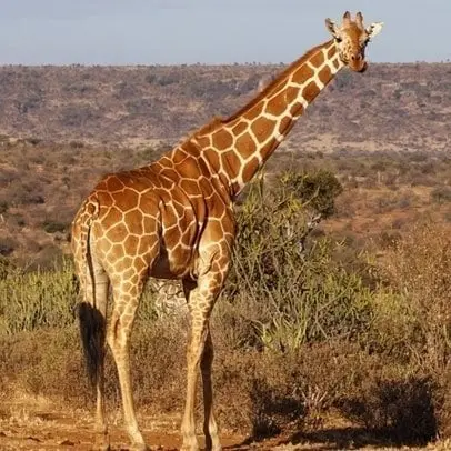 Giraffe