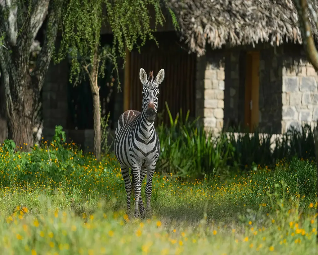 Ndutu Safari Lodge