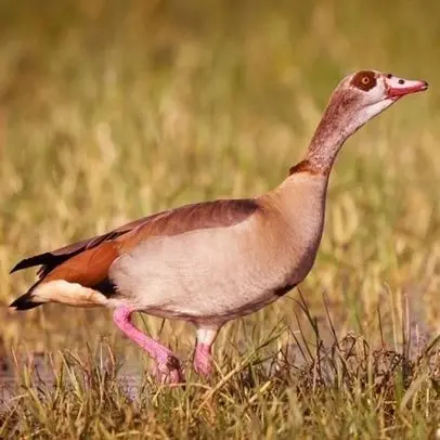 Egyptian Goose