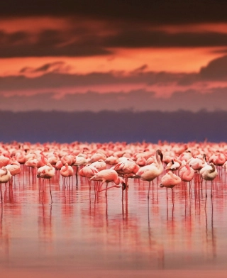 Lake Natron