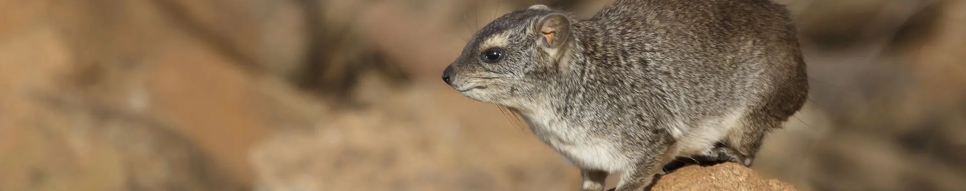 African Hyrax 