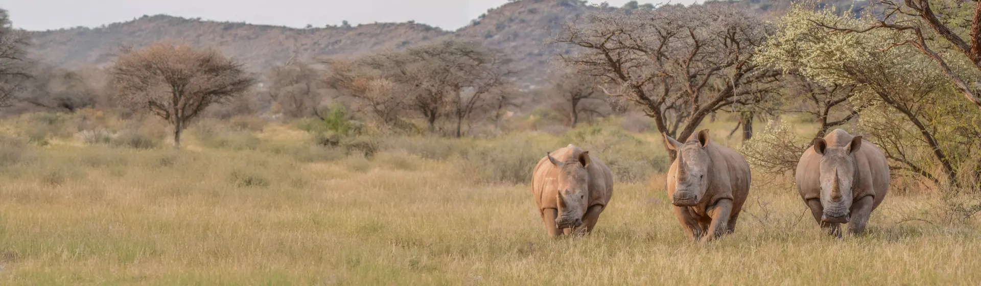 Rhino Safari in Mkomazi Rhino Safari in Mkomazi