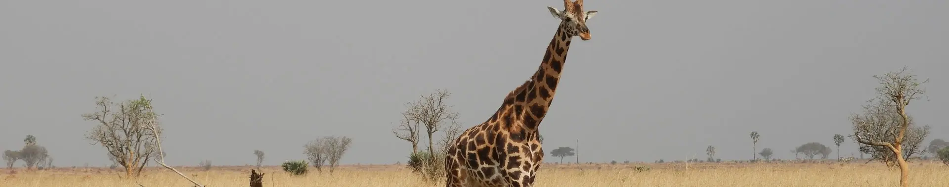 African Giraffe