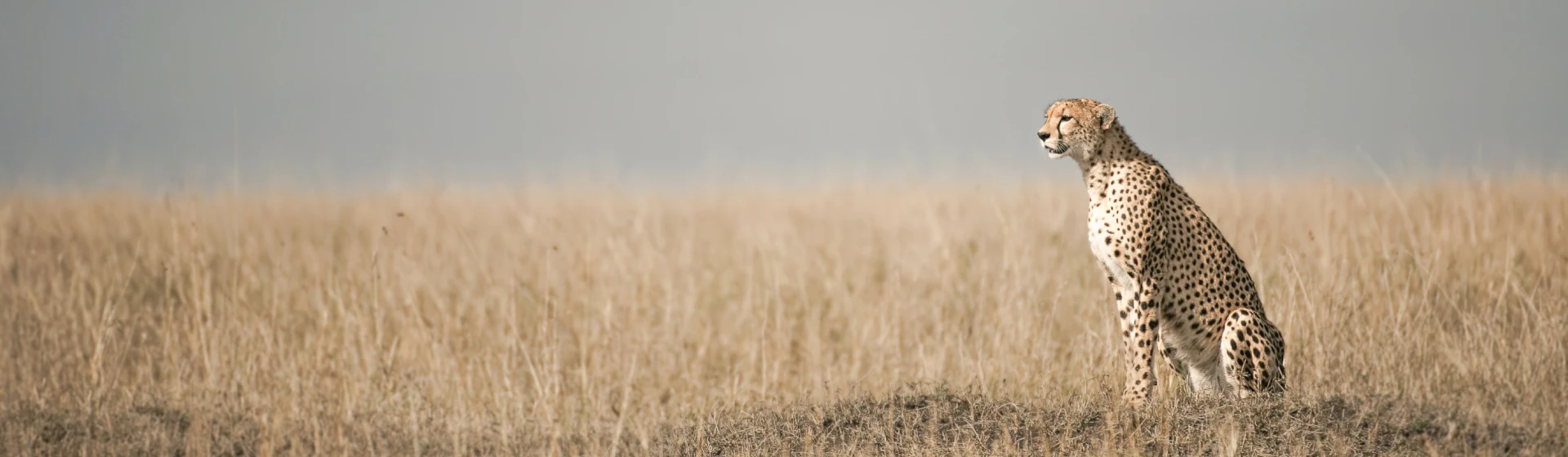 Migration & Calving Safari: Tarangire, Ngorongoro, Ndutu & Southern Serengeti Migration & Calving Safari: Tarangire, Ngorongoro, Ndutu & Southern Serengeti