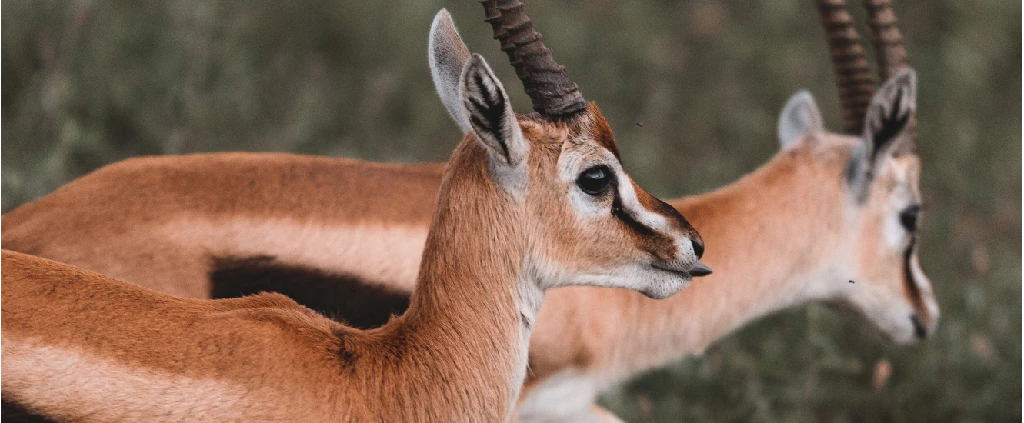 Serengeti National Park - Seronera