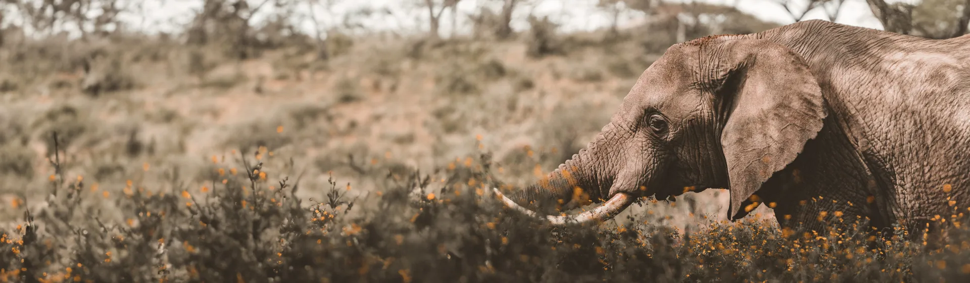 Luxury Honeymoon Escape: Arusha National Park, Ngorongoro Crater & Serengeti  Luxury Honeymoon Escape: Arusha National Park, Ngorongoro Crater & Serengeti