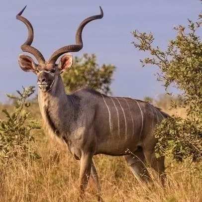 Kudu