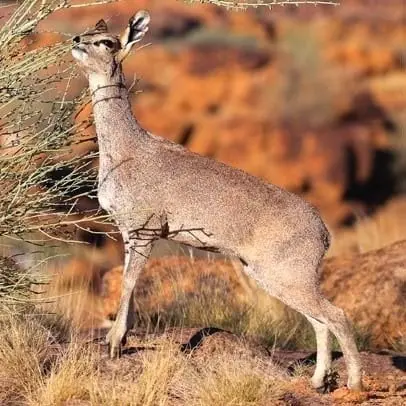 Klipspringer