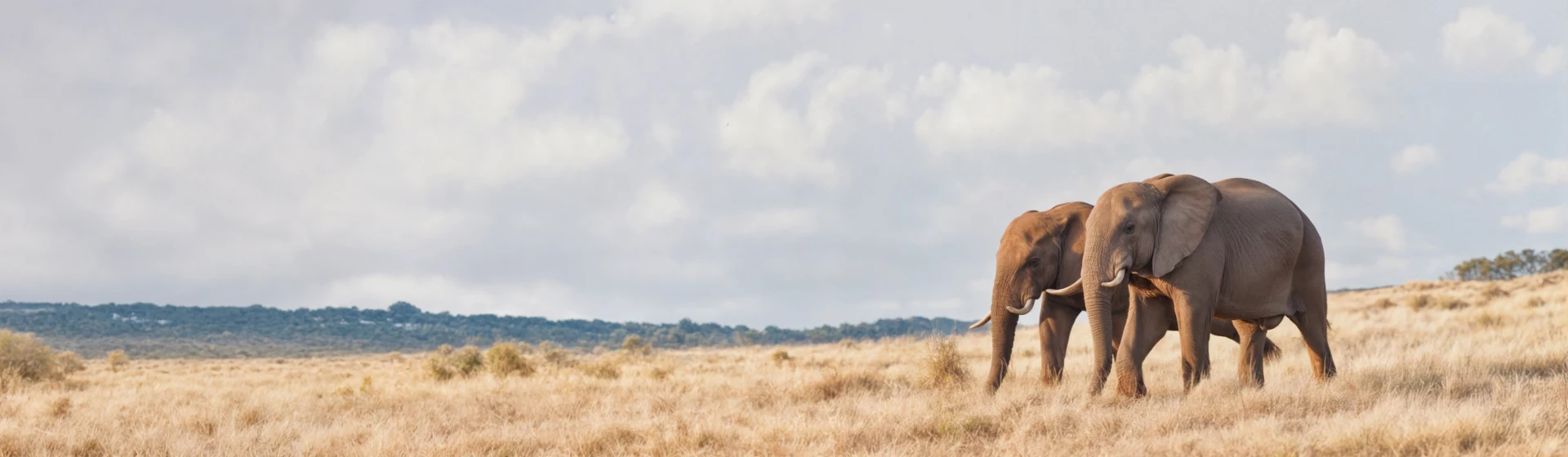 Tarangire Safari Tour Tarangire Safari Tour