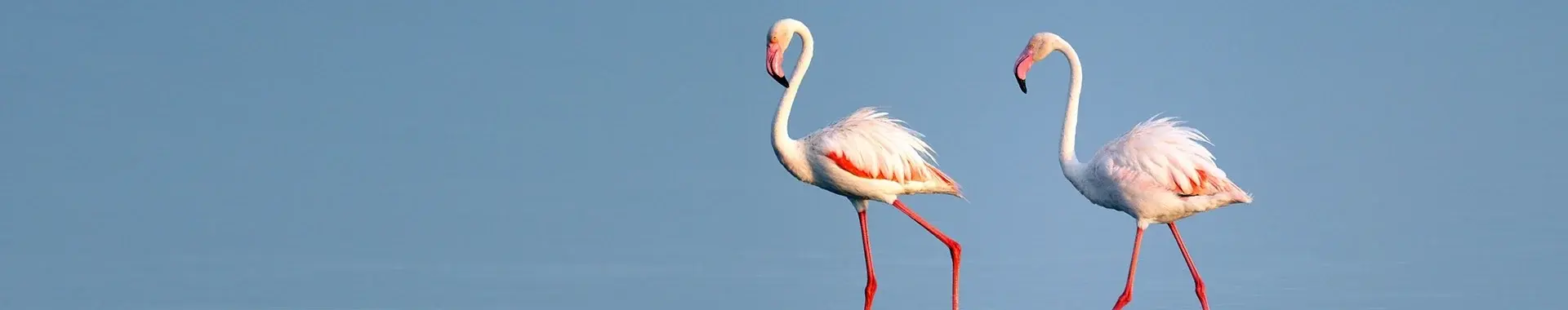 African Flamingo