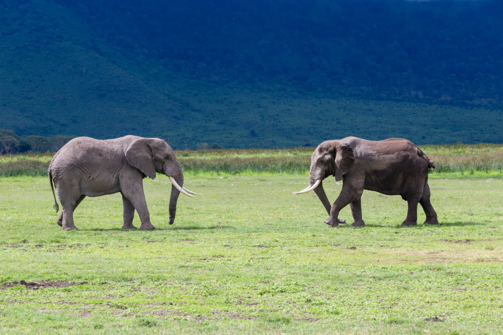 Elephants in Ngorongoro