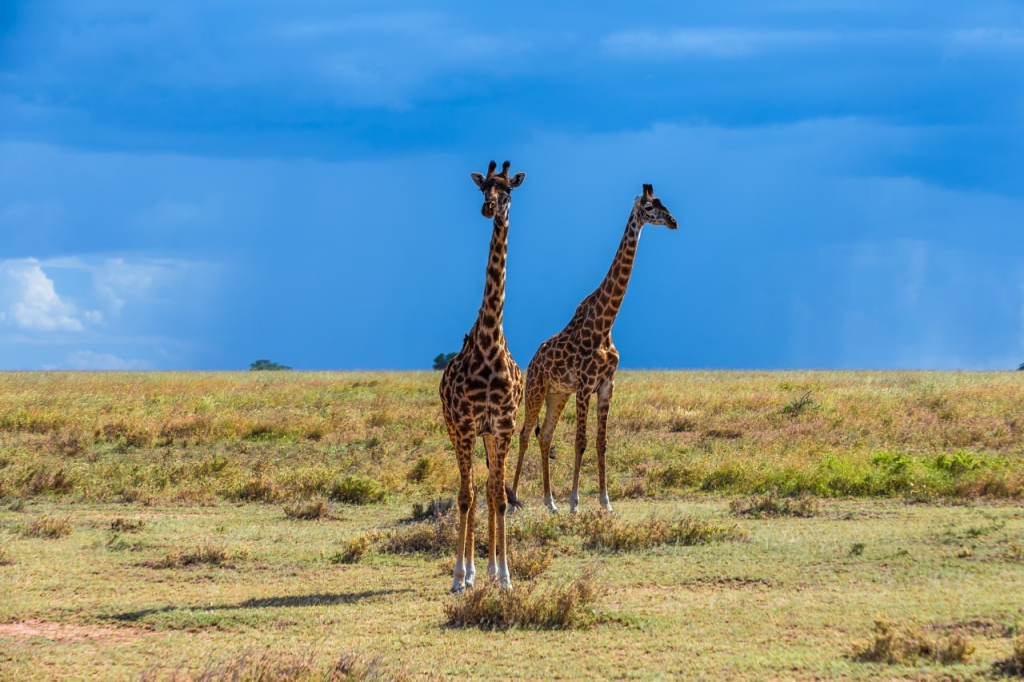 Giraffes in Tanzania