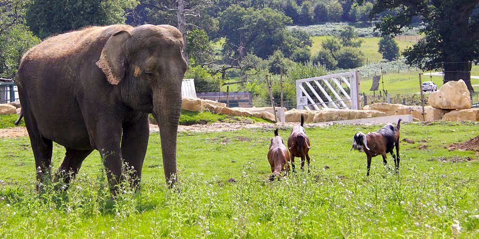 Anne the elephant at Longleat Safari and Adventure Park, UK